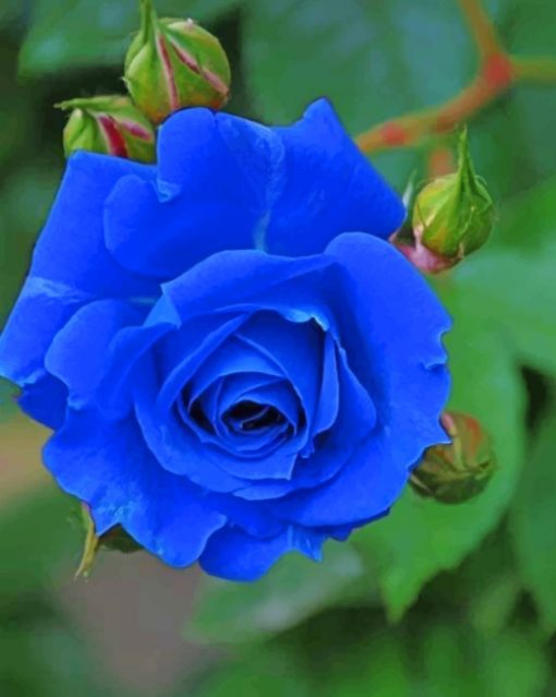 blue-rose-paint-by-number-1