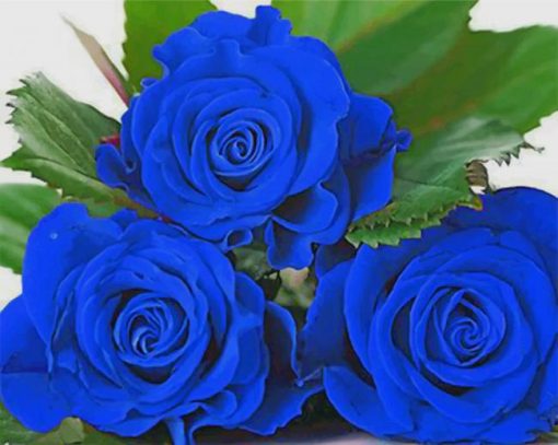 blue-rose-roses-paint-by-number