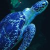 blue-sea-turtle-paint-by-number-2