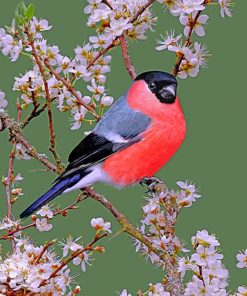 bullfinch-bird-paint-by-number