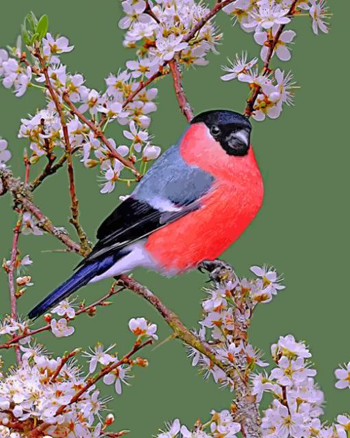 bullfinch-bird-paint-by-number