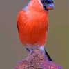 bullfinch-bird-paint-by-numbers