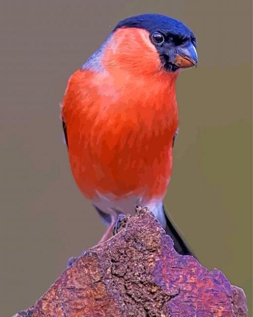 bullfinch-bird-paint-by-numbers