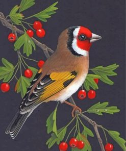 bullfinch-illustration-paint-by-number