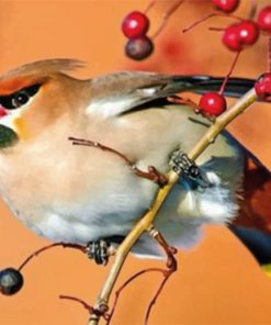 bullfinch-little-bird-paint-by-number