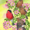 bullfinch-paint-by-number-1