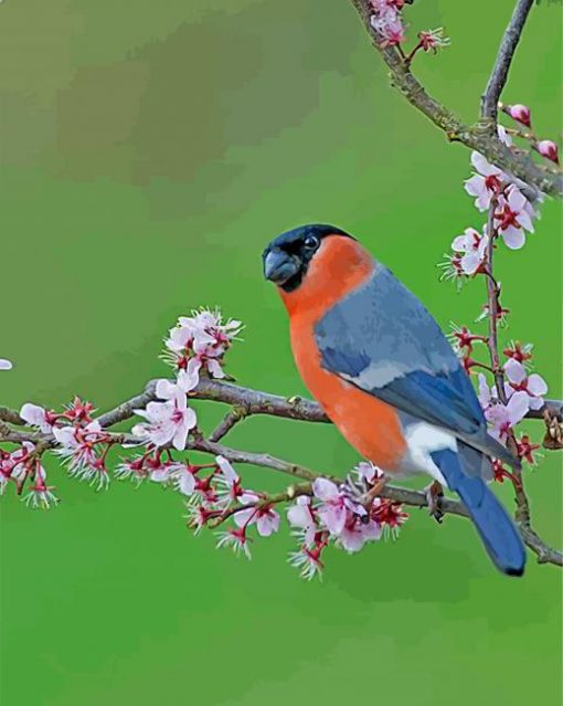 Bullfinch Bird paint by numbers