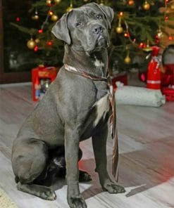 cane-corso-celebrating-teh-christmas-paint-by-number