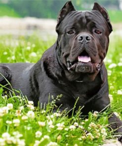 cane-corso-paint-by-number