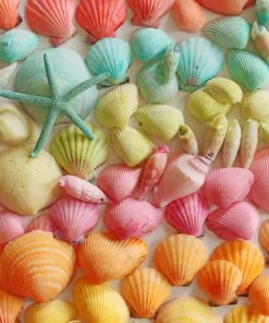 Colorful Seashell paint by numbers