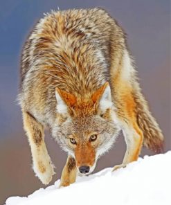 coyote-animal-paint-by-numbers
