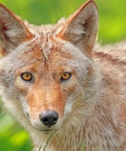 coyote-face-paint-by-number-1