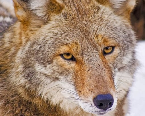 coyote-face-paint-by-number