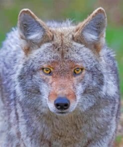 coyote-paint-by-number-1