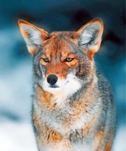 coyote-paint-by-number