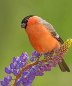 cute-bullfinch-paint-by-number