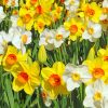 daffodils-paint-by-number-1