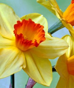 daffodils-paint-by-number
