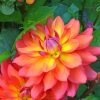 dahlia-firepot-paint-by-numbers