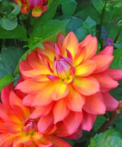 dahlia-firepot-paint-by-numbers