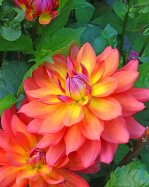 dahlia-firepot-paint-by-numbers