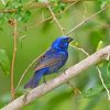 deep-blue-bird-paint-by-number-1