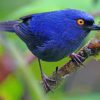 deep-blue-bird-paint-by-number