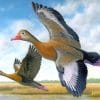 duck-in-flight-paint-by-numbers