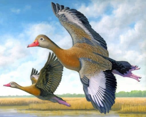 duck-in-flight-paint-by-numbers