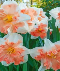 edinburgh-daffodils-paint-by-numbers