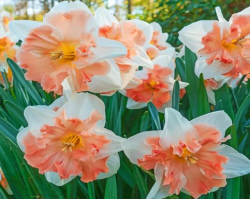 edinburgh-daffodils-paint-by-numbers