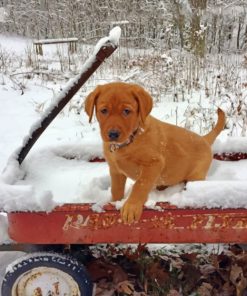fox-red-labrador-in-the-snow-paint-by-numbers