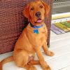 fox-red-labrador-paint-by-number