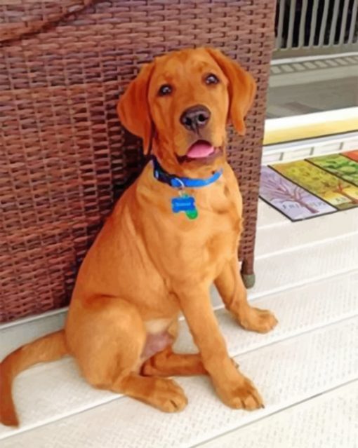 fox-red-labrador-paint-by-number