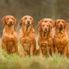 fox-red-labrador-sauqd-paint-by-numbers