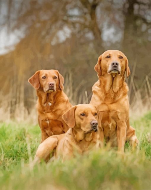 fox-red-labradors-paint-by-number