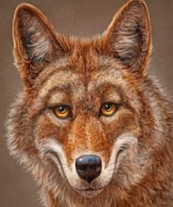 happy-coyote-paint-by-numbers