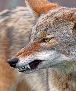 mad-coyote-paint-by-number