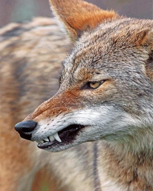 mad-coyote-paint-by-number