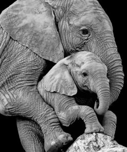 mom-elephant-and-cub-paint-by-number