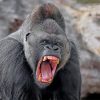 mzd-silverback-gorilla-paint-by-numbers