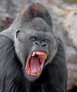 mzd-silverback-gorilla-paint-by-numbers