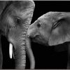 paint-by-number-art-painting-by-numbers-Elephant-Realism-Handmade-Amusing-Living-room-decorative-hanging-picture