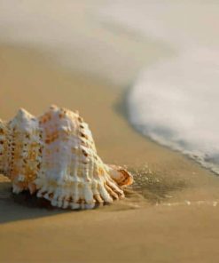 Seashell On Sand paint by numbers