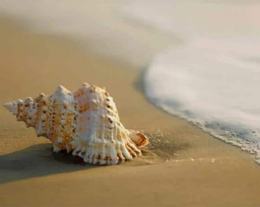 Seashell On Sand paint by numbers
