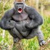 Silverback Gorilla