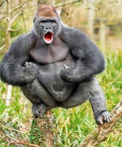 Silverback Gorilla