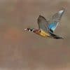 wood-duck-flight-paint-by-numbers