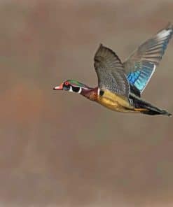 wood-duck-flight-paint-by-numbers