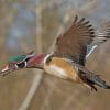 wood-duck-paint-by-numbers